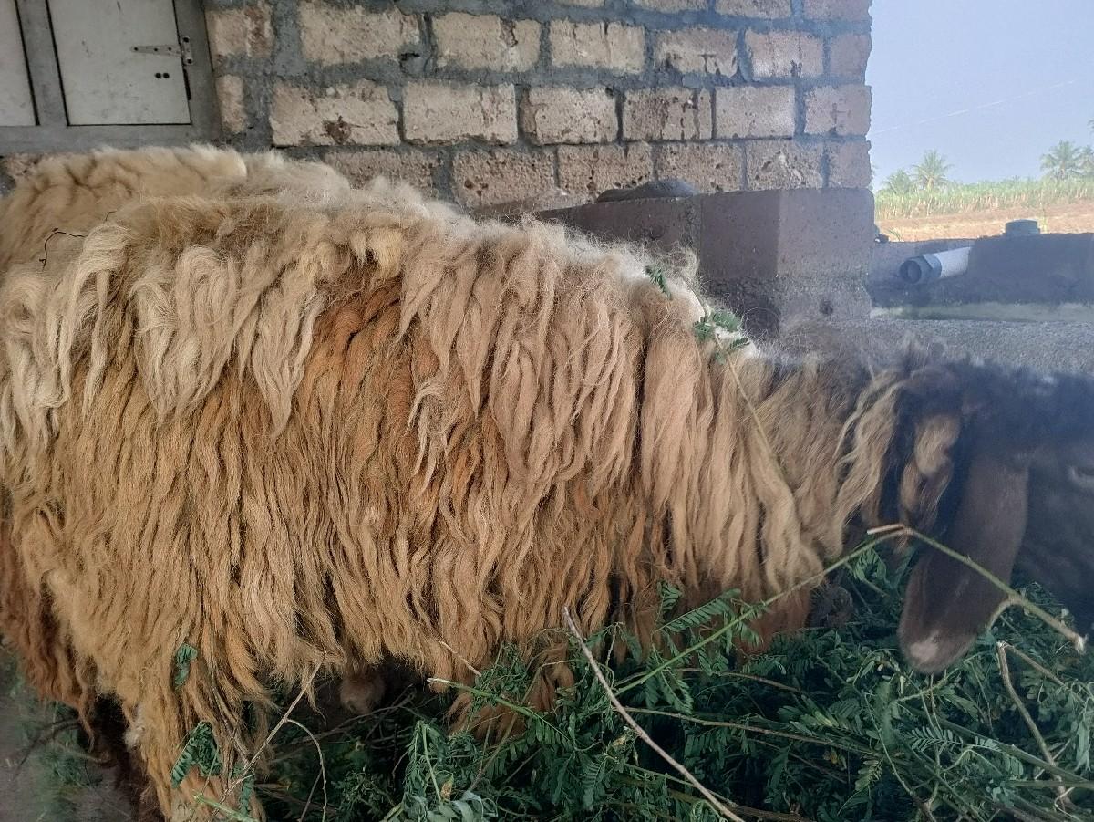 ઘેટો, ઘેટી, બકરો