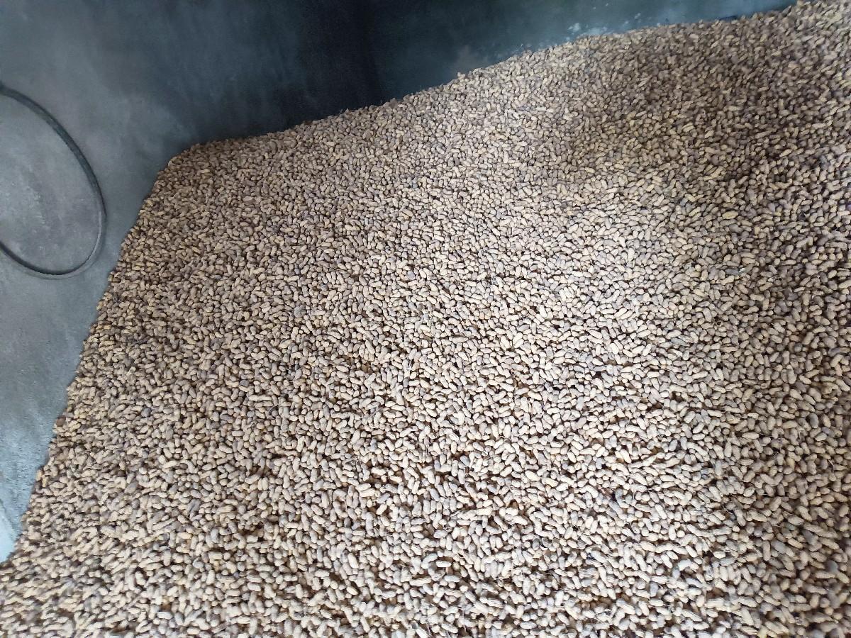 જી 20 મગફળી કોરી