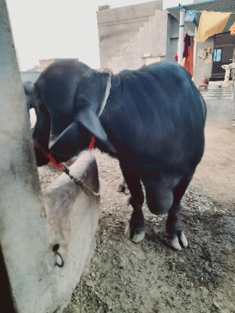 ભેંસ વેચાવાની છે