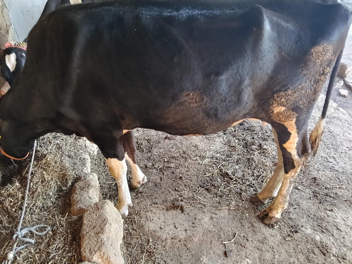 થંબનેલ 3