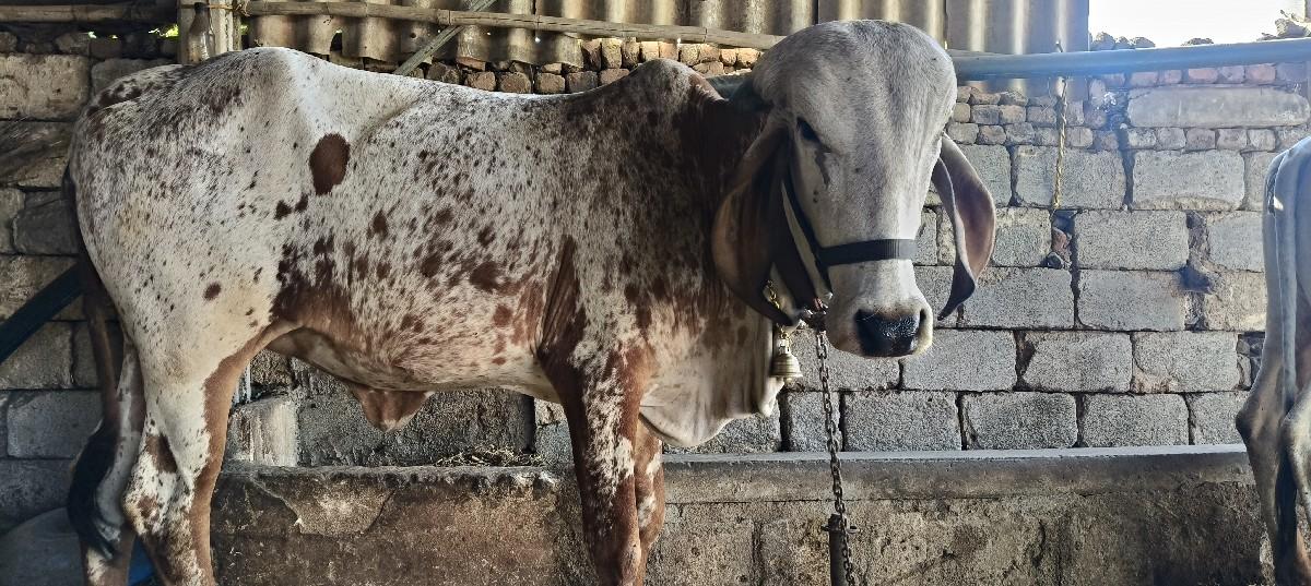 ગીર કાબરી ઑડકી વૅશવાની છૅ