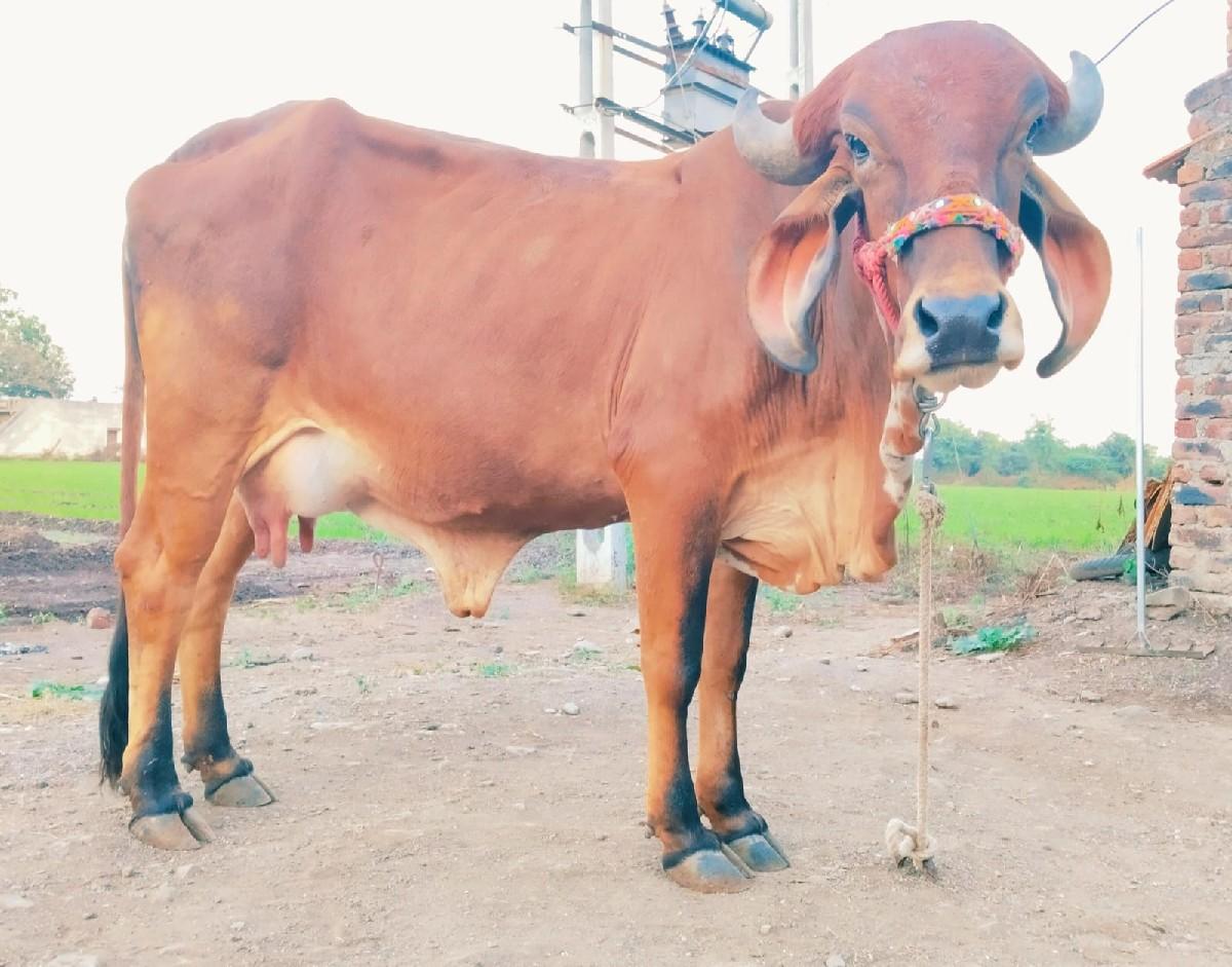 थंबनेल 1