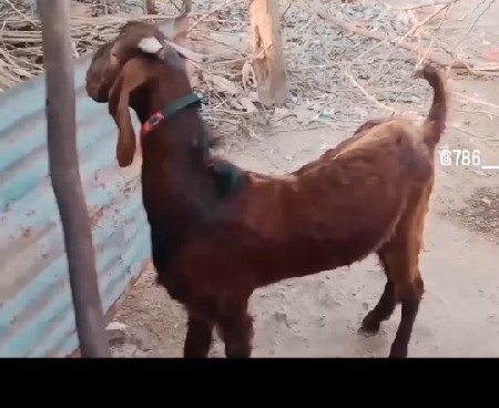 थंबनेल 3