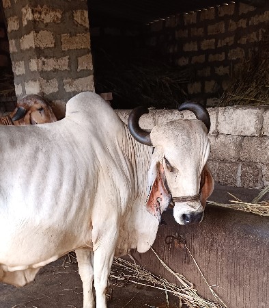 દેવાની છે