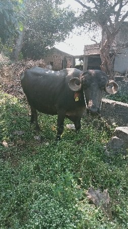 થંબનેલ 3