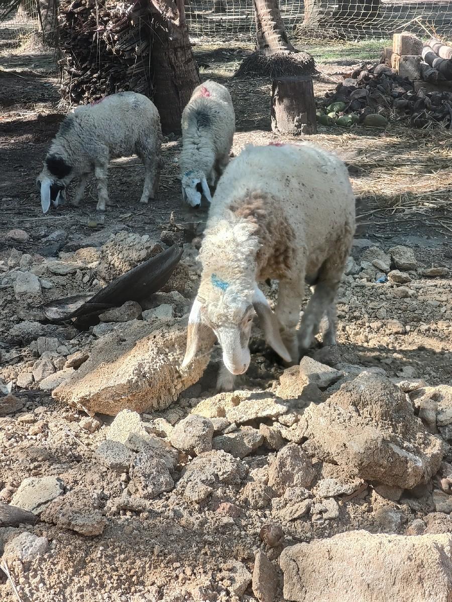 ઘેટા વેચવાના છે