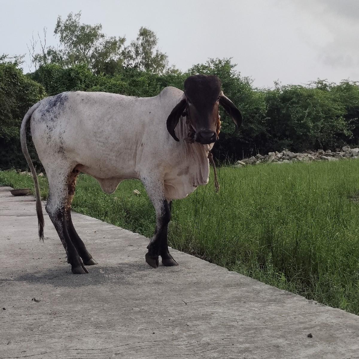 थंबनेल 2