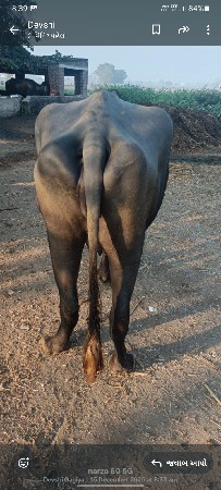 થંબનેલ 2