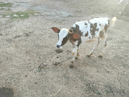 थंबनेल 2