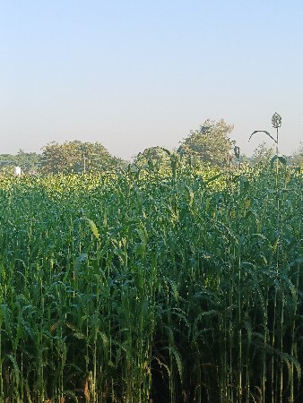 જુવાર વેચવાની છે