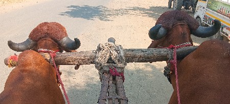 ટોટલ ગેરંટી થી વેચવાના છે ભાઈ