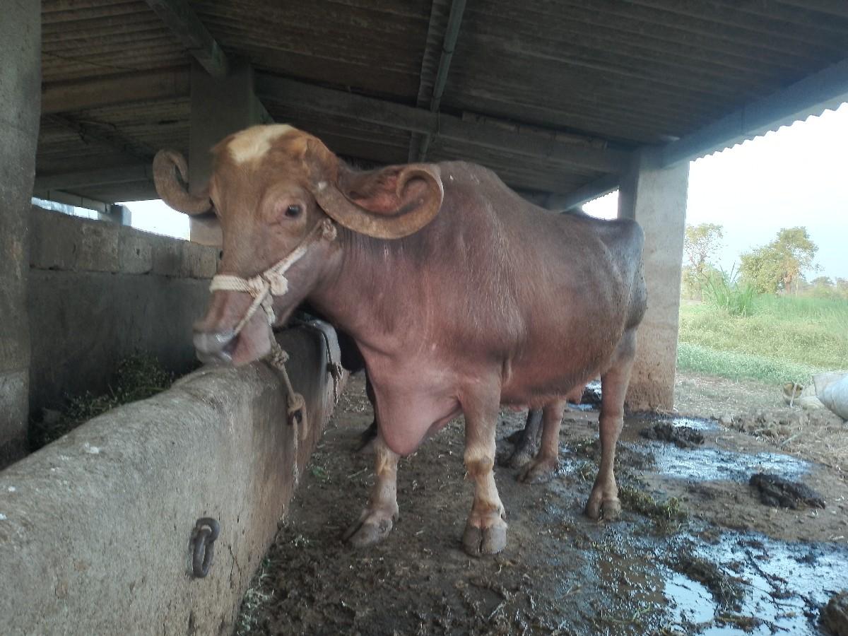 થંબનેલ 2