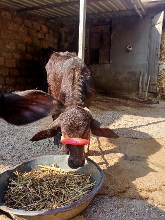 ભેસ વેચવાની છે બીજુ વેતર વ્યાની