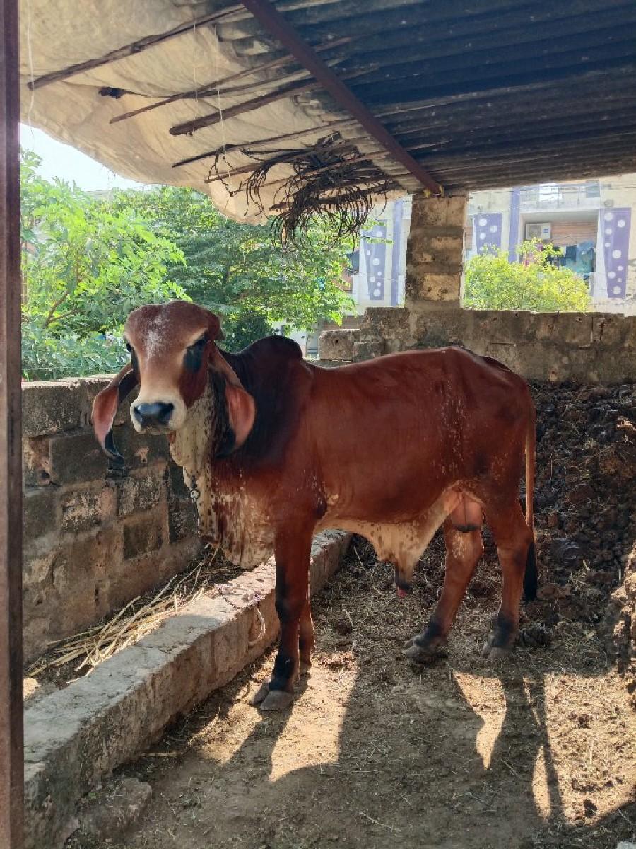 ગીર ખૂંટ છે