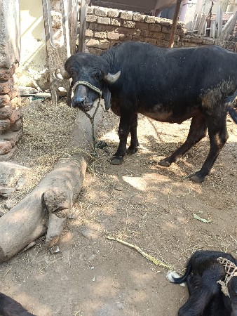 પાડો વેચવા નો સે