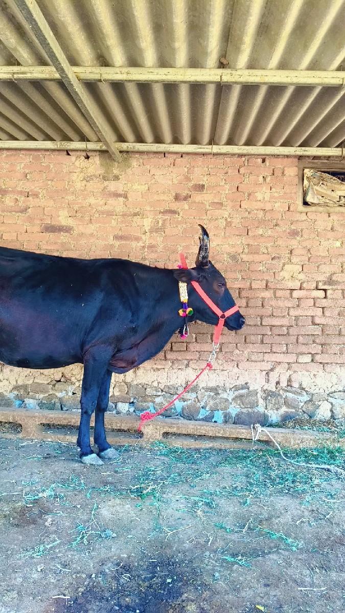 थंबनेल 3