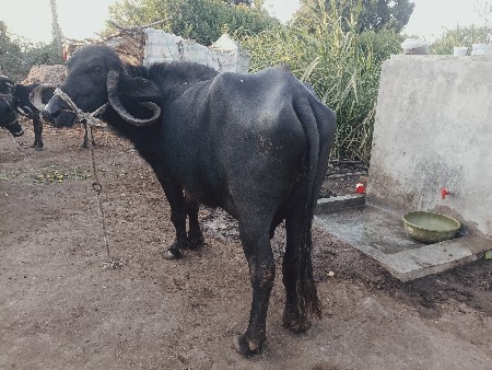 થંબનેલ 2