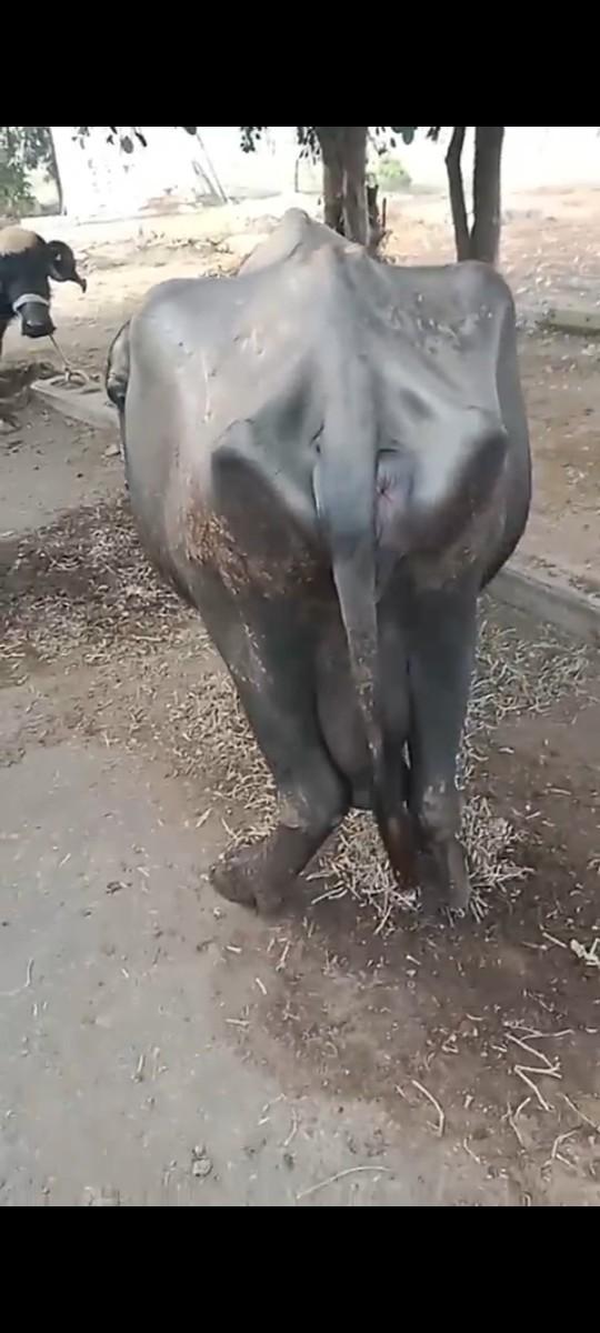 थंबनेल 2