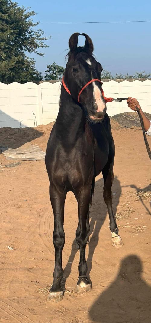 થંબનેલ 2