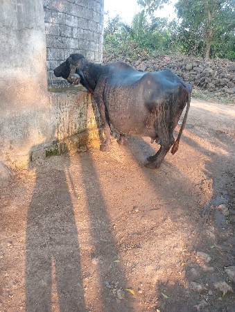 ભેંસ વેચવાની છે.