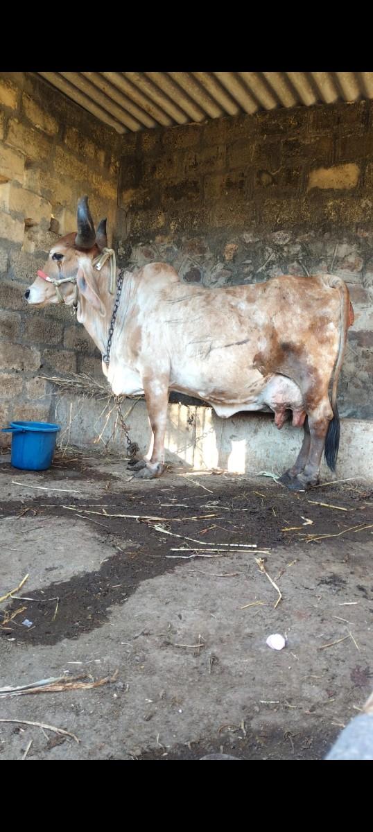 થંબનેલ 3