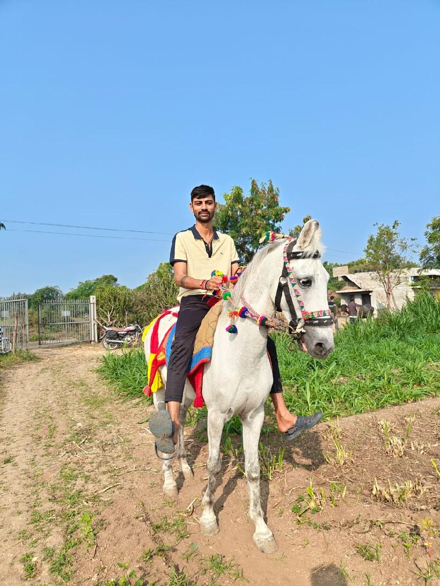 રોજી ઘોડી વેચવાની છે