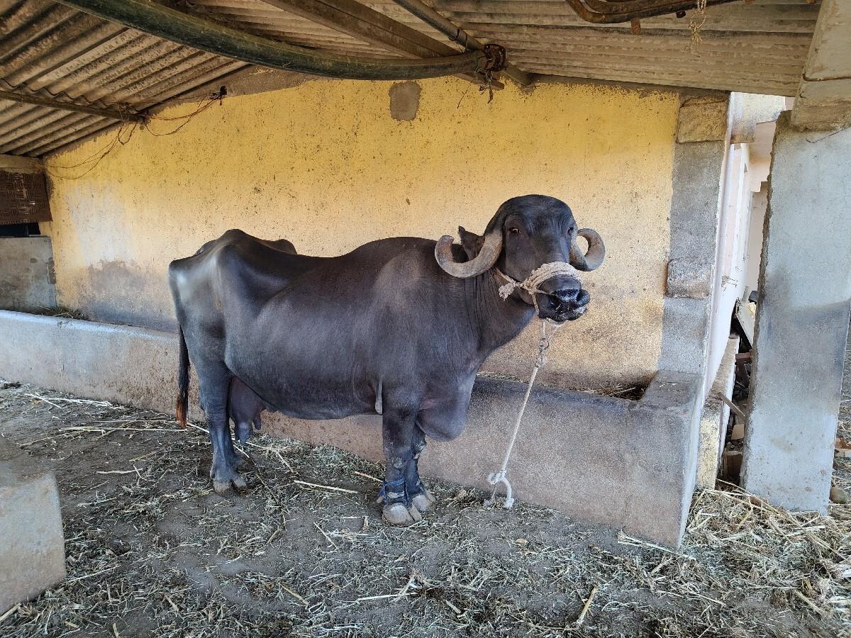 थंबनेल 2