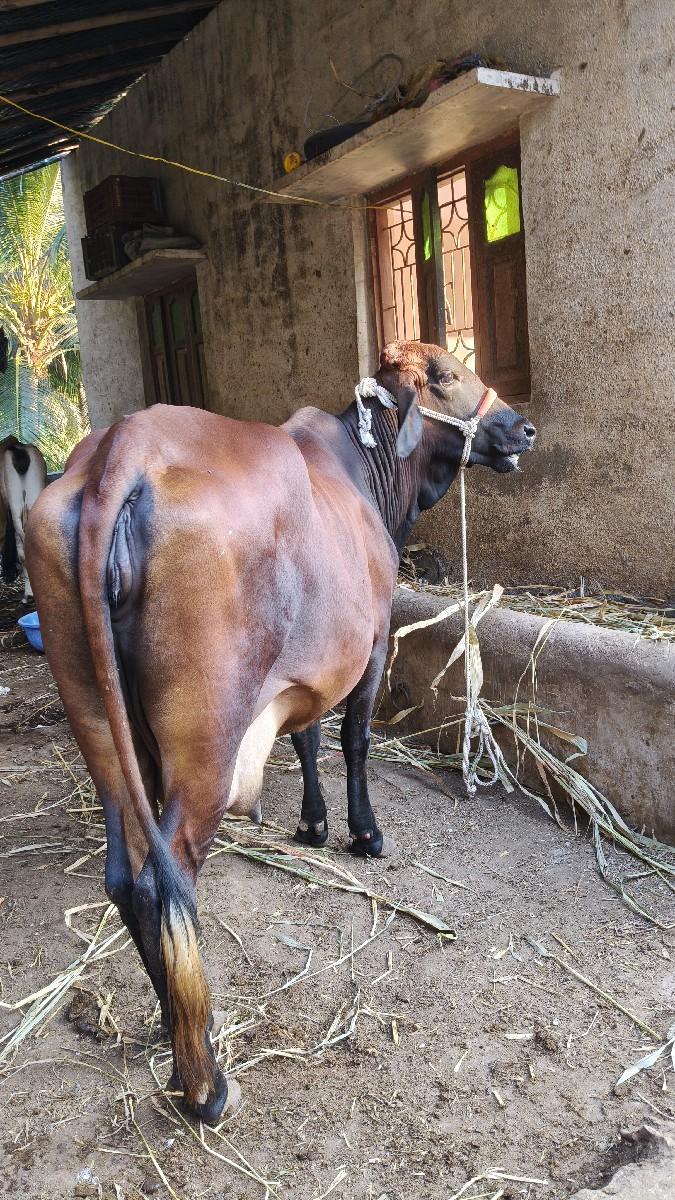 થંબનેલ 3