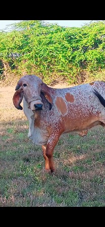 કાબરી વાસડી આપવાની છે