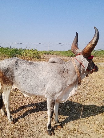 थंबनेल 3