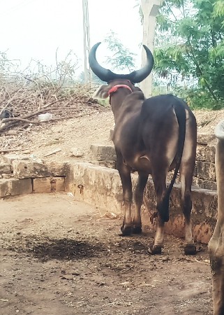 ગોઢલા વેસવા ના છે