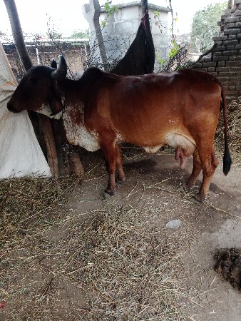 થંબનેલ 2