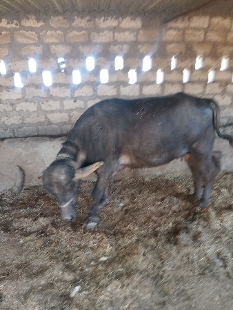 થંબનેલ 2