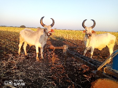 બળદ ગોદલા વેશવાના