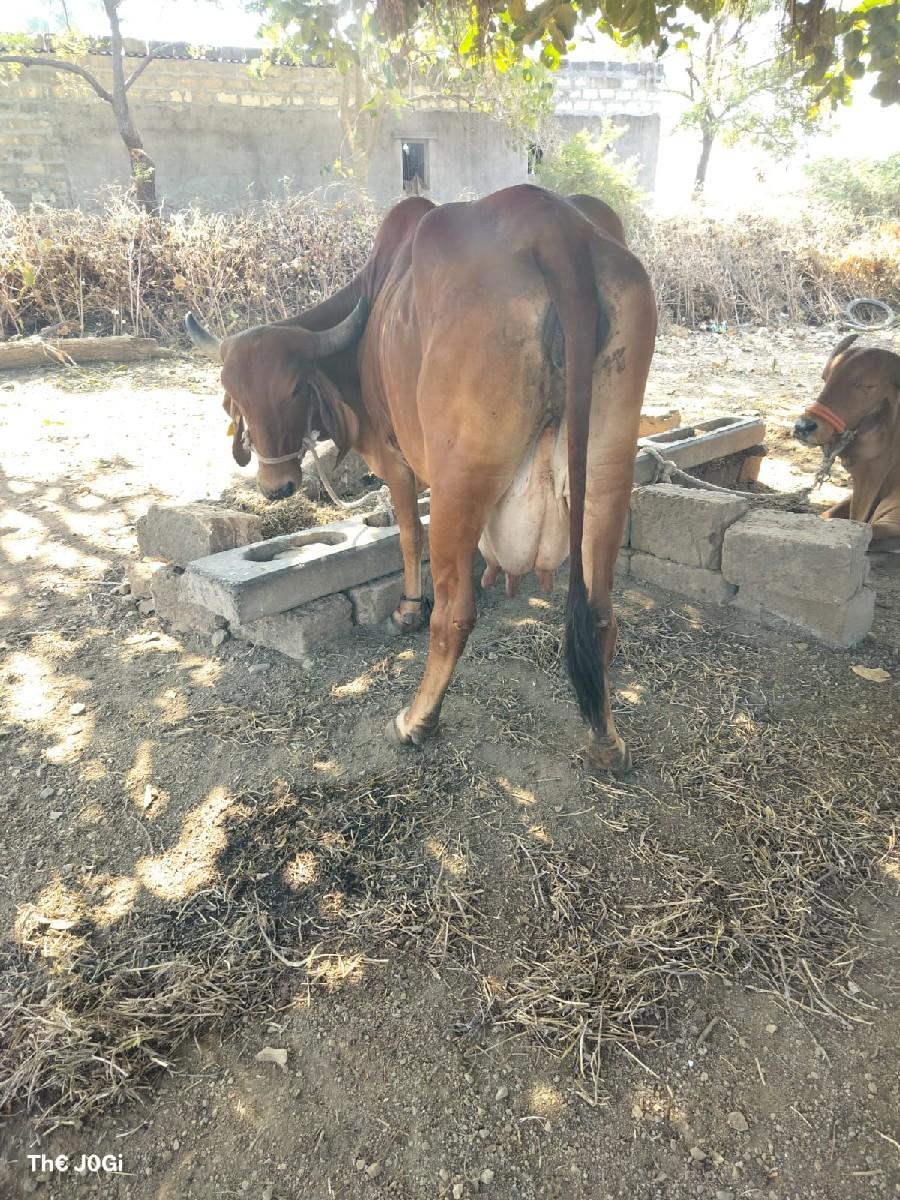 थंबनेल 2