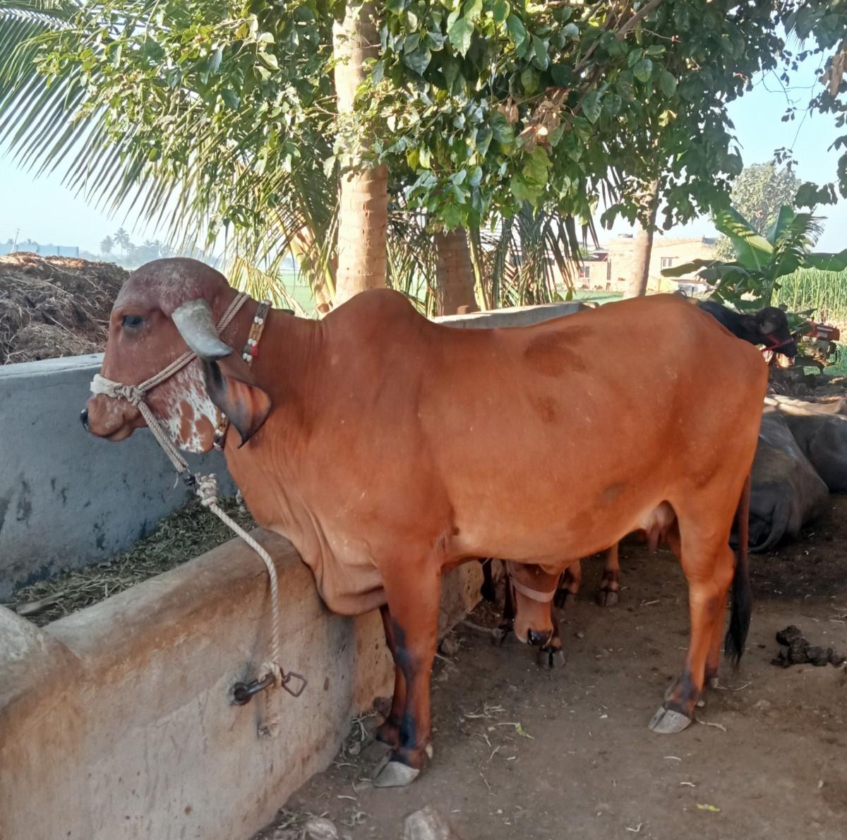 થંબનેલ 1