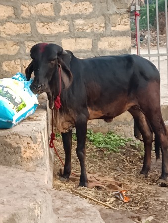 થંબનેલ 3