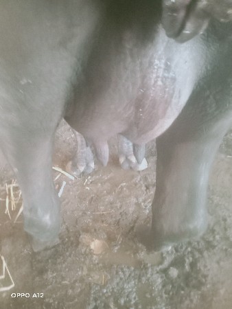 ભેંસ વેચવાની છે