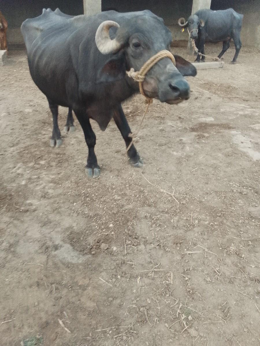 થંબનેલ 2