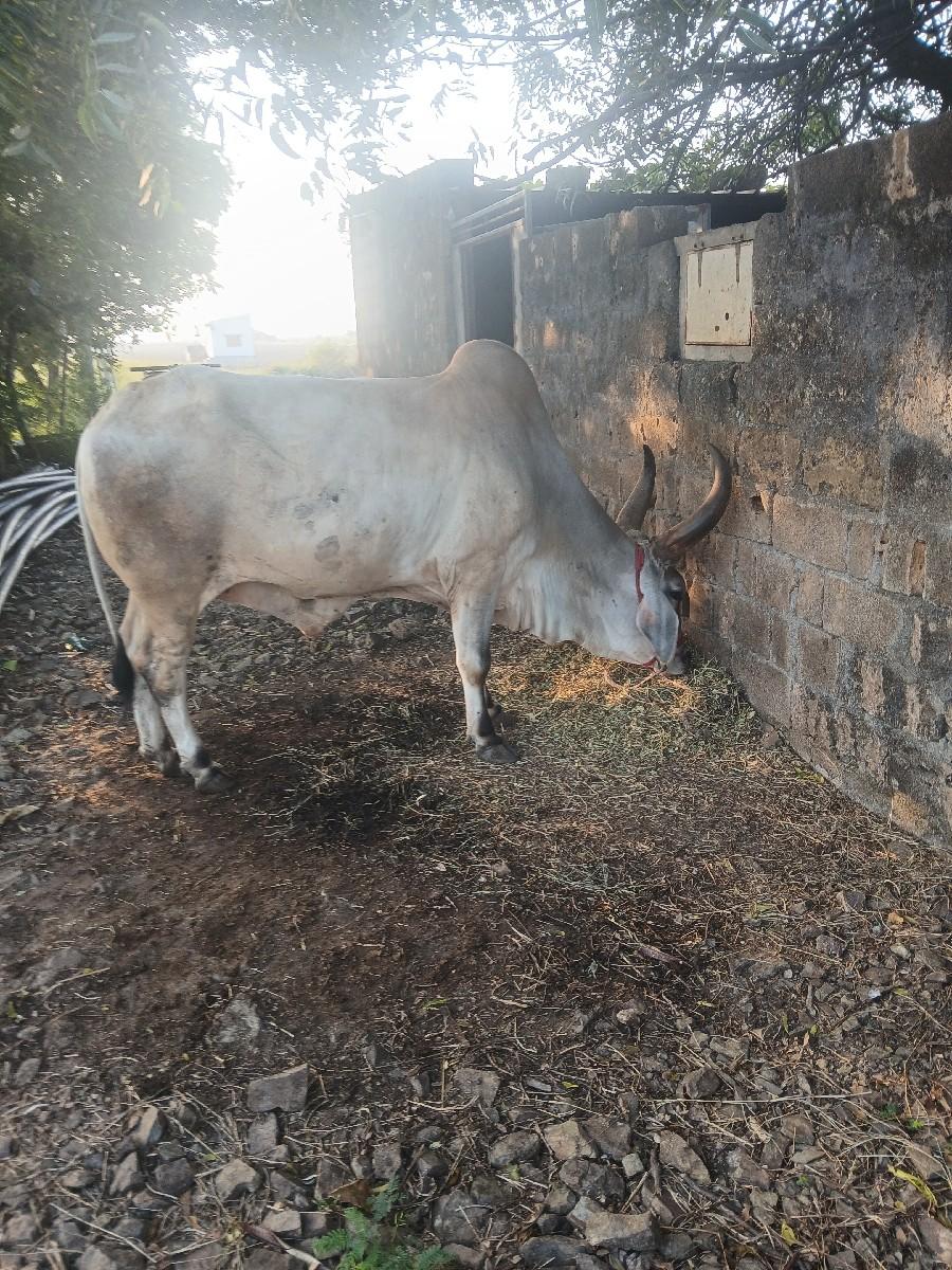 थंबनेल 3