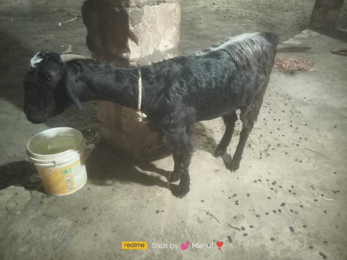 થંબનેલ 3