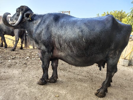 ભેંસ વેચવાની છે.