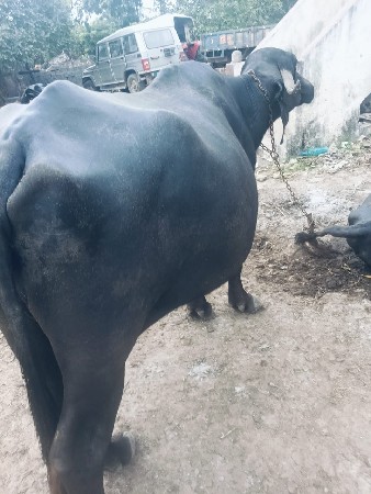 ભેંસ વેચવાની છે