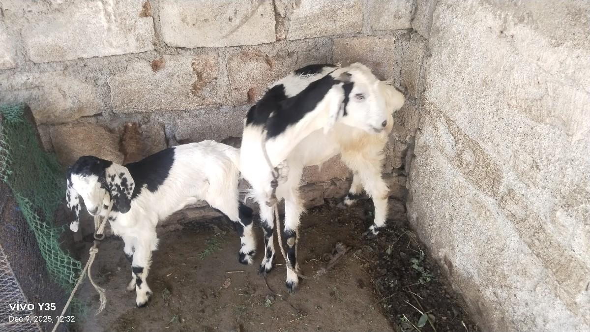 થંબનેલ 3