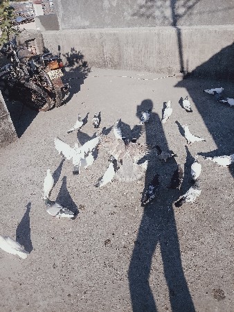 થંબનેલ 3