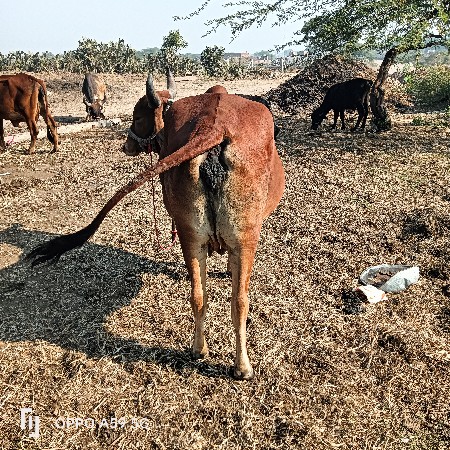 હોડકી વેચવાની છે વીયાસેહવે