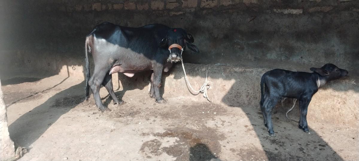 थंबनेल 3