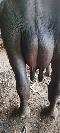 25 દિવસની વિયાણેલ