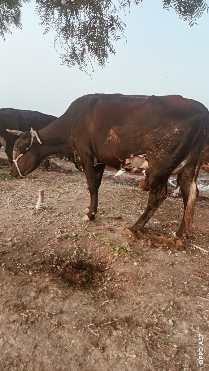 થંબનેલ 3