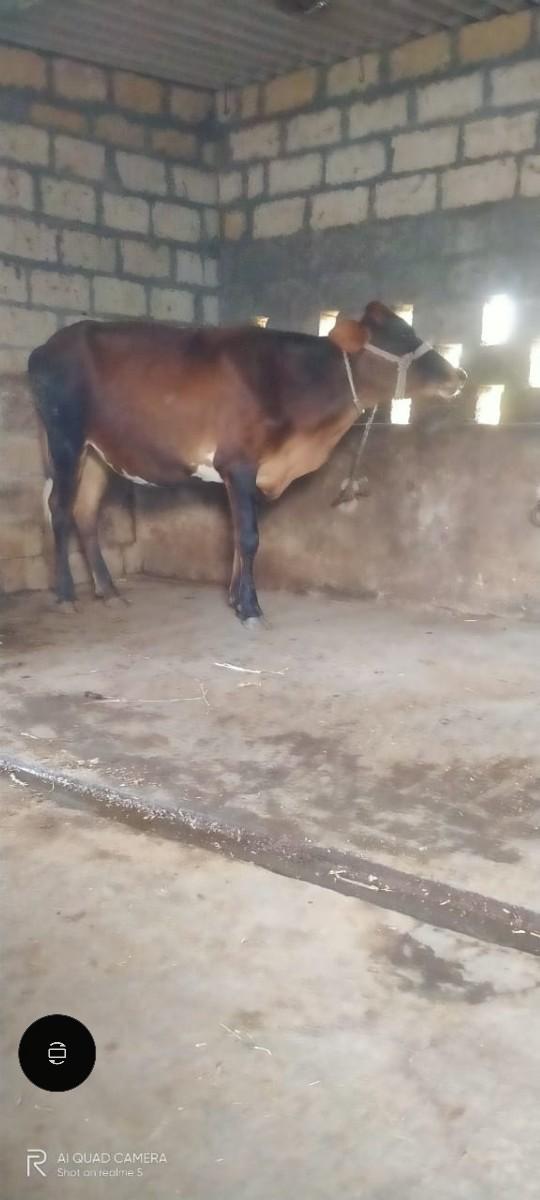 ઓડકી  વેચવાની છે